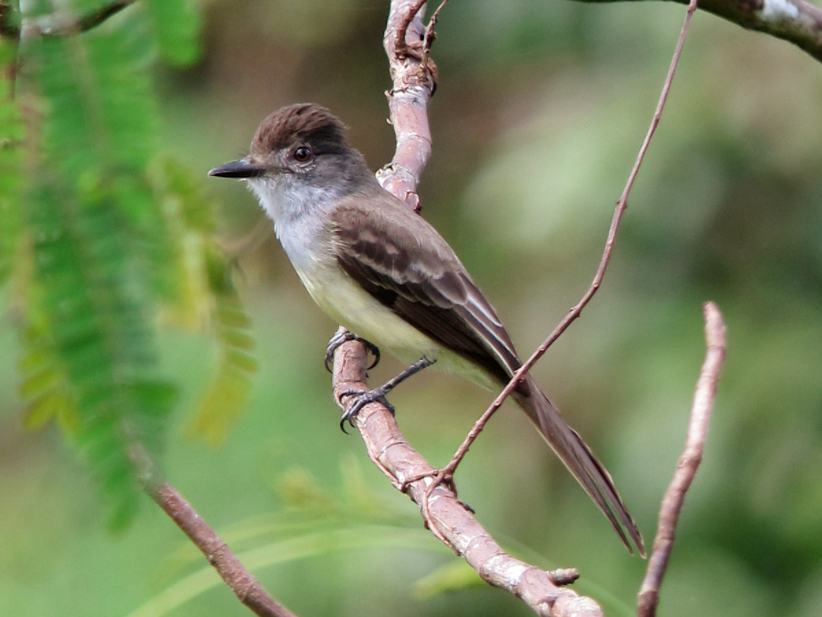 image Dusky-capped Flycatcher